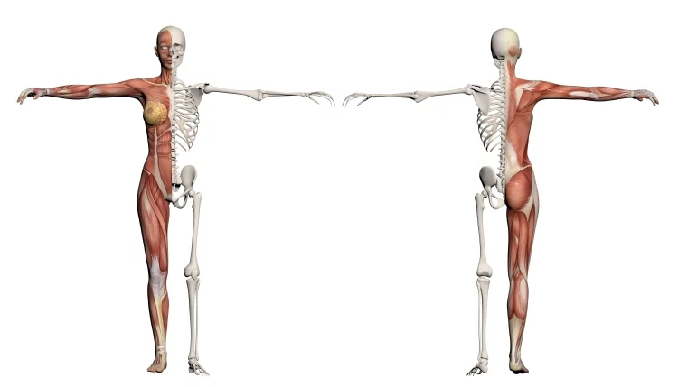 How can you tell a male from a female skeleton?
