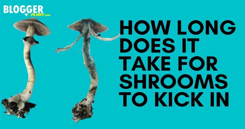 How long does it take for shrooms to kick in - BloggerPlant.com