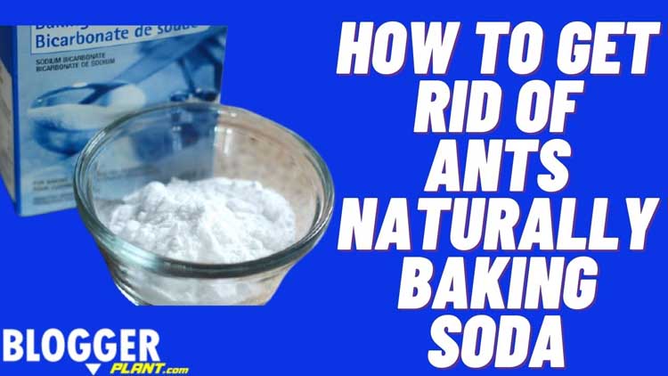 How does baking soda kill ants?