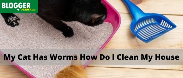 My Cat Has Worms How Do I Clean My House