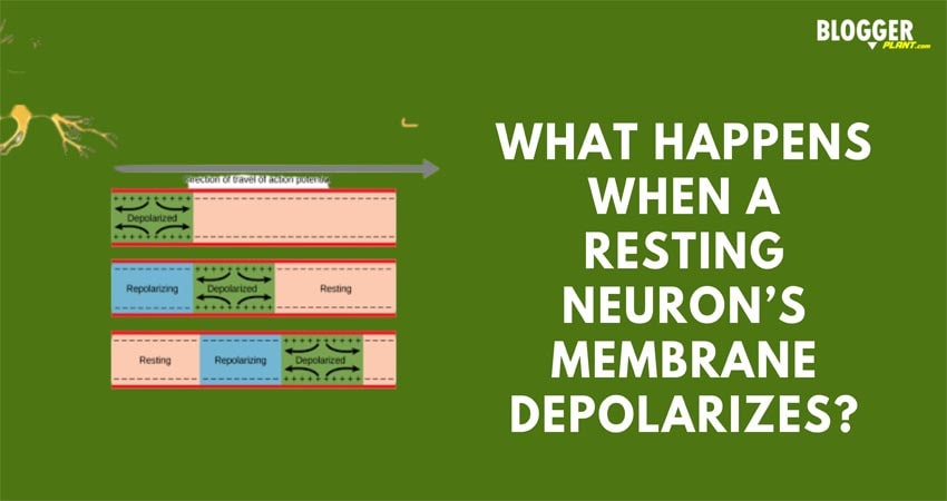 What does a neuron’s resting membrane potential reflect?