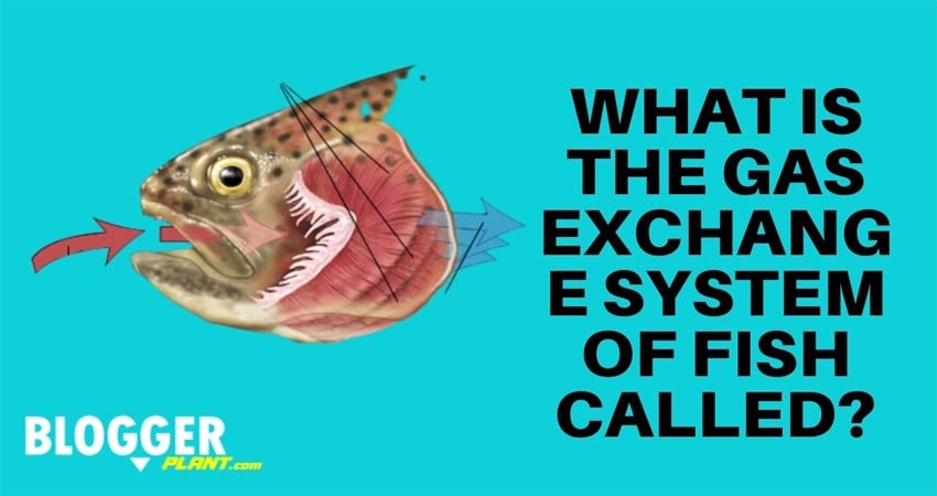 What Is The Gas Exchange System Of Fish Called