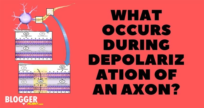 What Occurs During Depolarization Of An Axon