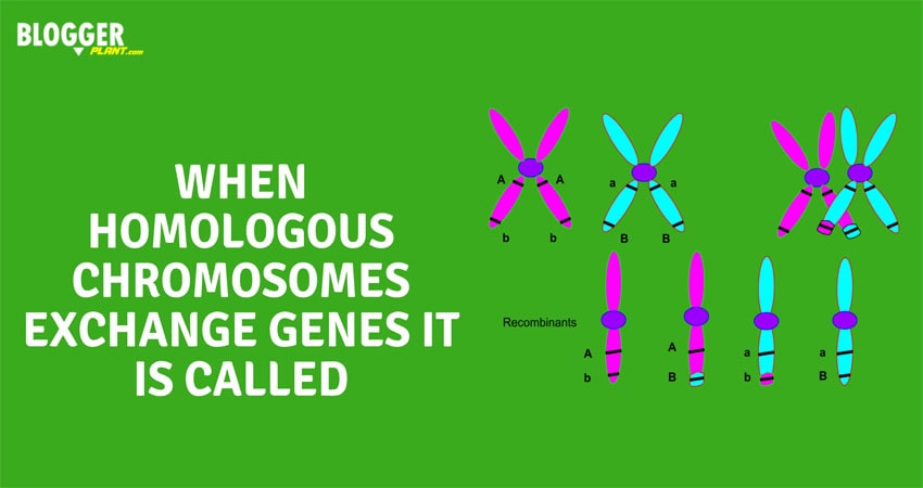 What is it called when chromosomes exchange traits?